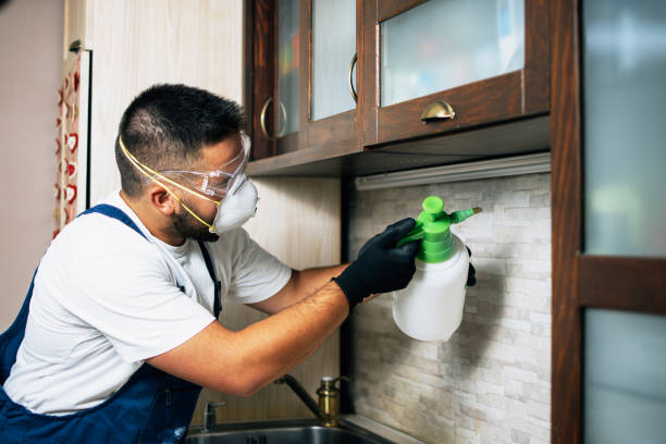 Best Wasp Removal Services  in Humboldt, TN