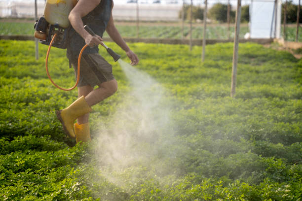 Best Wasp Removal Services  in Humboldt, TN
